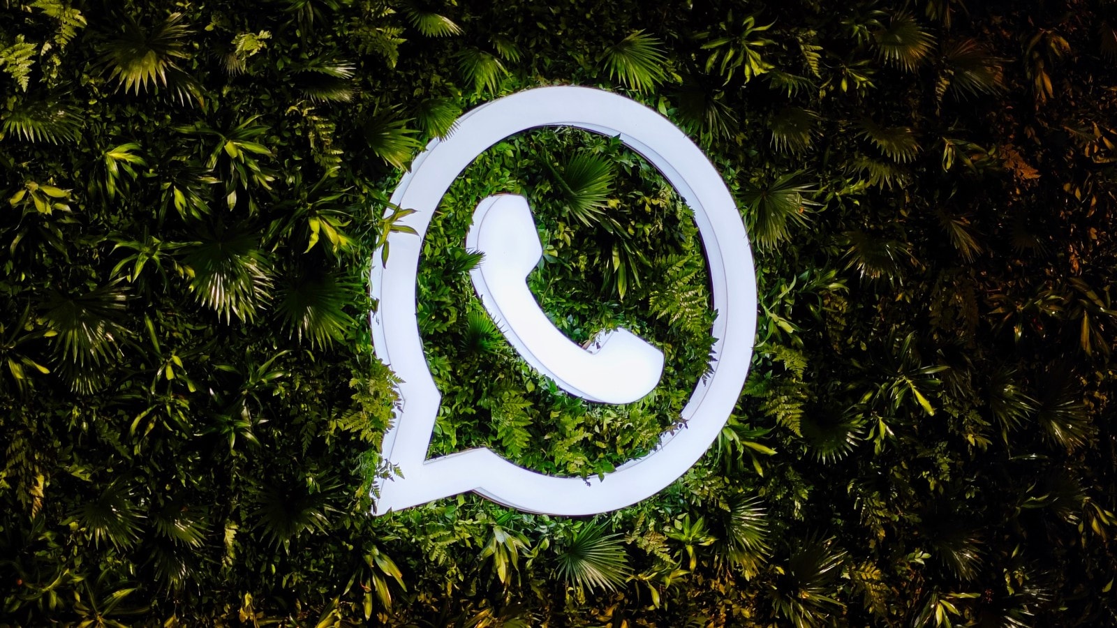 LogicalShout Updates WhatsApp