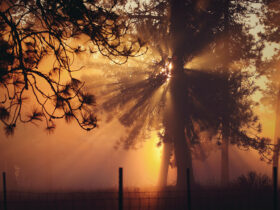 Photeeq Lens Flare