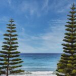 where is wacozumi sold