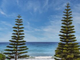 where is wacozumi sold