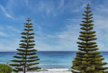 where is wacozumi sold