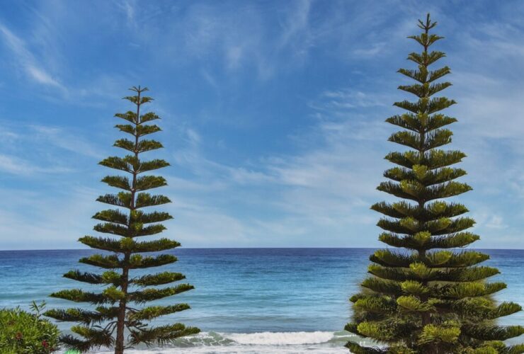 where is wacozumi sold