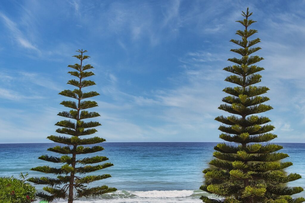 where is wacozumi sold