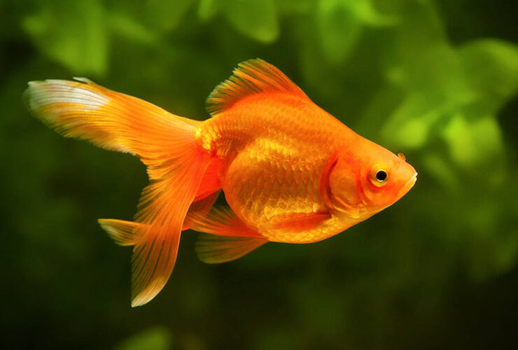 can you eat goldfish